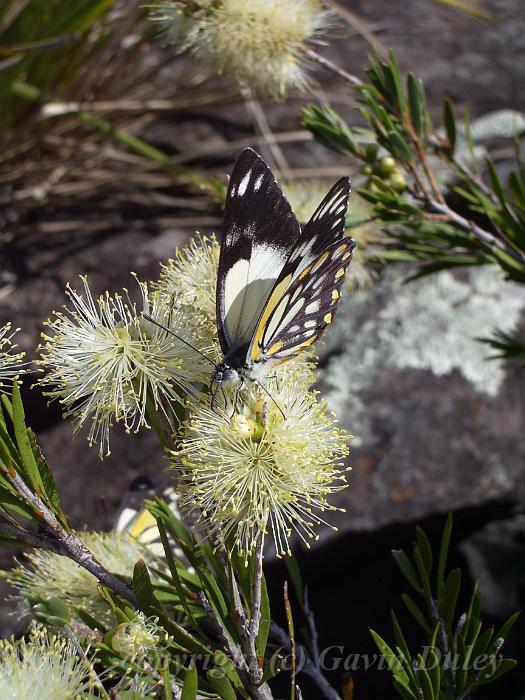 Butterfly on Callistemon, Dangar Falls IMGP0779.JPG